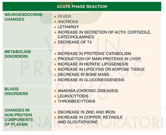 c-reactive protein