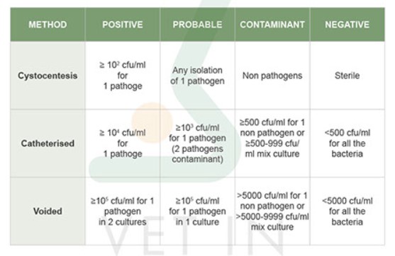 positive urine cultures5